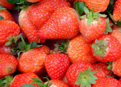 太湖洞庭草莓